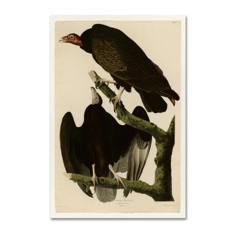 Audubon 'Turkey Buzzardplate 151' Canvas Art,12x19